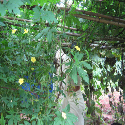 Gardening